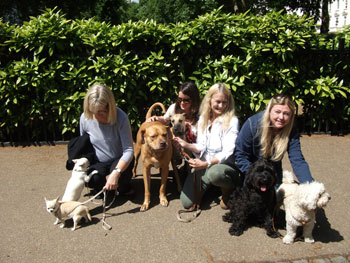 dog socialising south Westminster